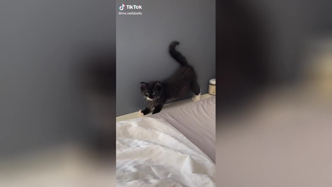 Тяжелое утро: на видео попал котенок, который проснулся уставшим
