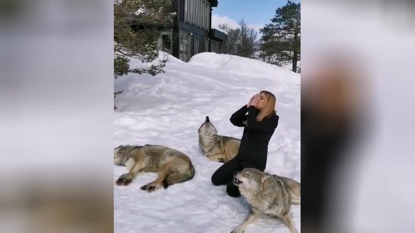 Догнал волка