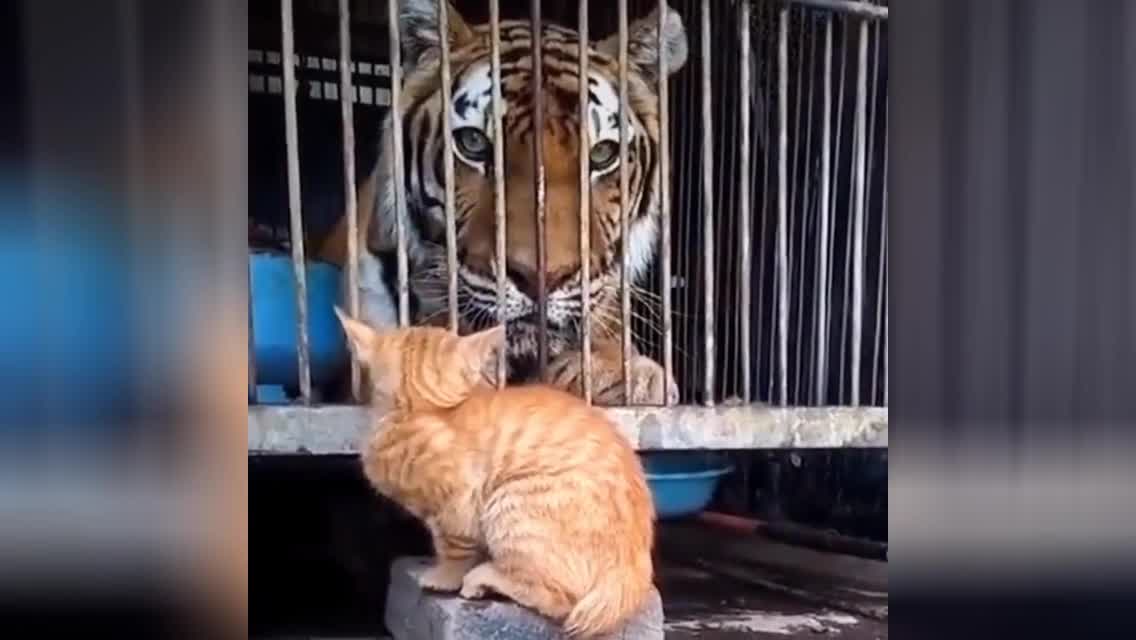 Бедный тигр!»: рыжий кот напугал полосатого хищника агрессивным поведением  (ВИДЕО)
