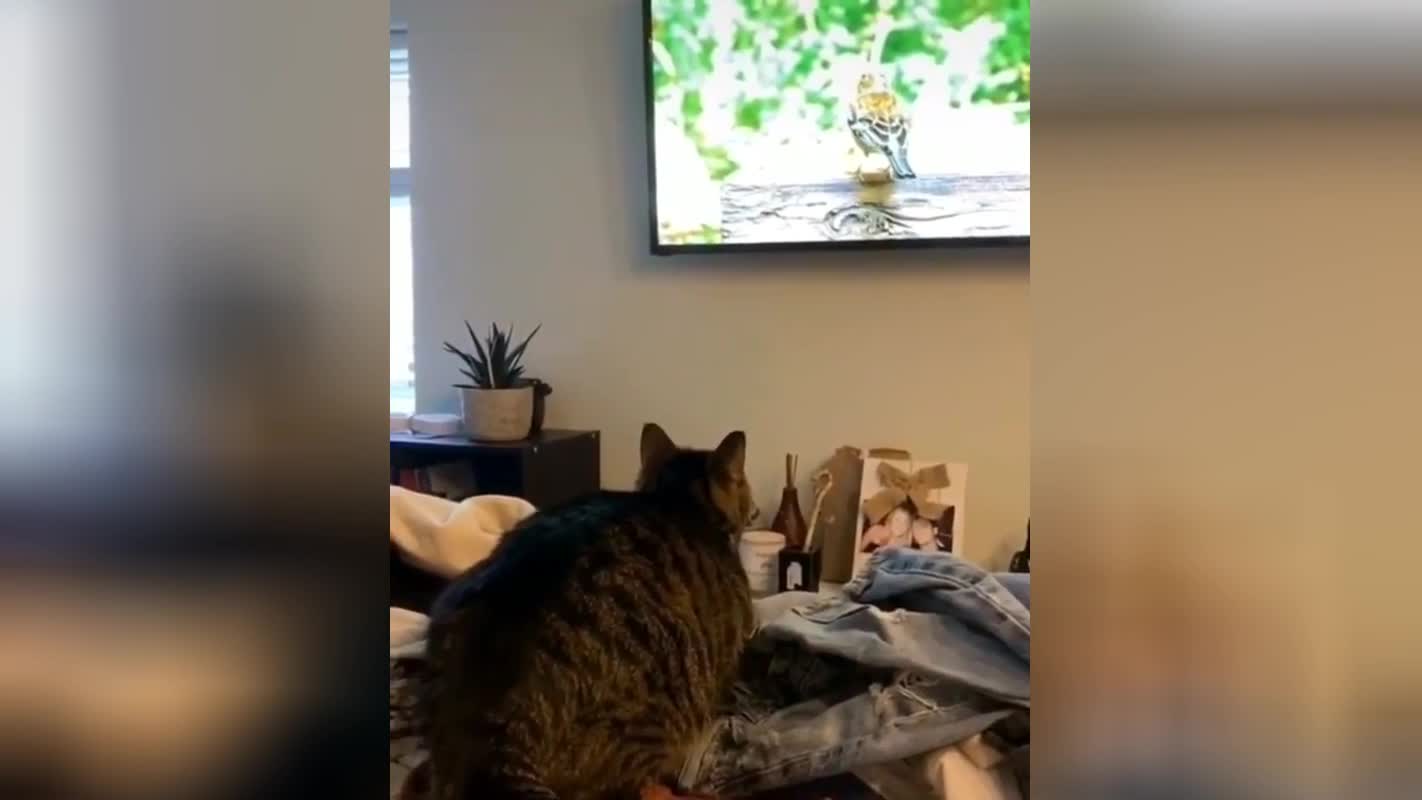 Смешно и жалко одновременно»: кот набросился на птичку в телевизоре и  рассмешил сеть (ВИДЕО)