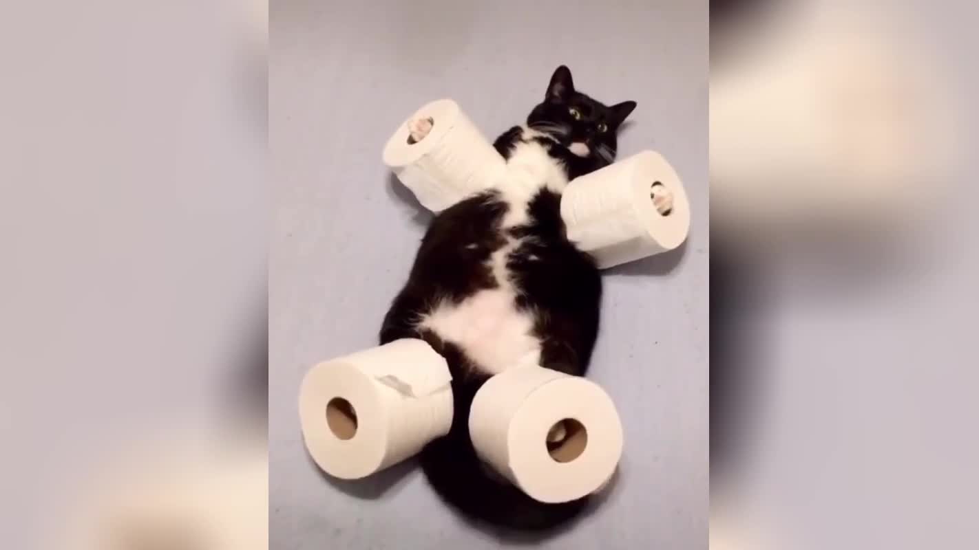 Кошачья туалетная бумага