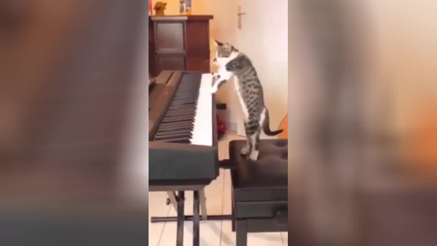 Включи видео кот песни. Талантливый кот. Кот на синтезаторе. Кот Соло. Кот играет на клавишных.